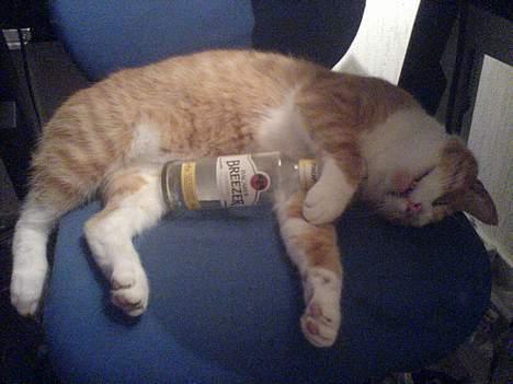 Huskat dexter  R.I.P - skrid!! har ondt i hovedet billede 11