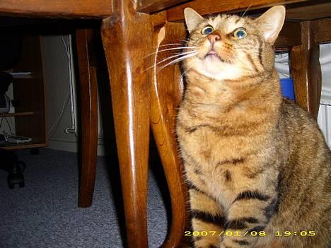 Huskat Hugo billede 14