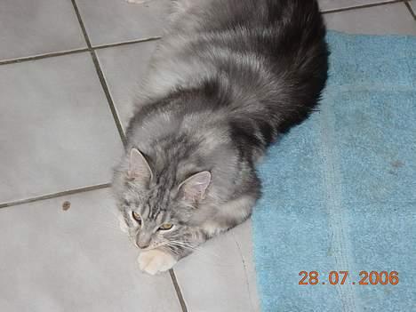 Maine Coon DK coon Vally`s Alaska - tager lige en slaper billede 7