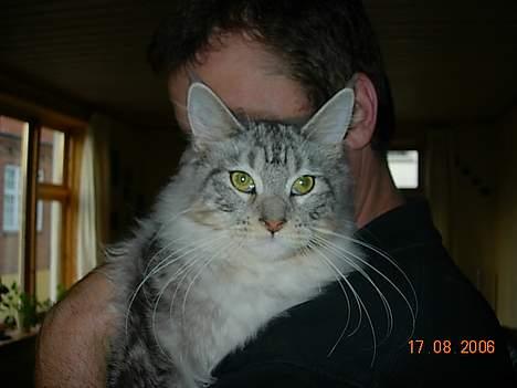 Maine Coon DK coon Vally`s Alaska - morfar nusser mig mums=) billede 8