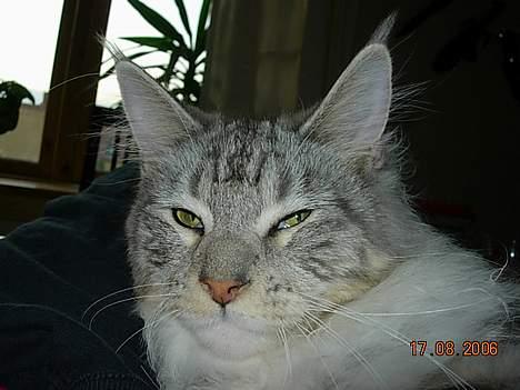 Maine Coon DK coon Vally`s Alaska - hej med jer billede 9