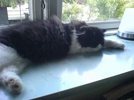 Perser Lady - Ahh mit dejlige ligge sted :) billede 2