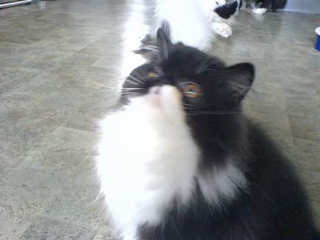 Perser Lady - Miav! billede 3