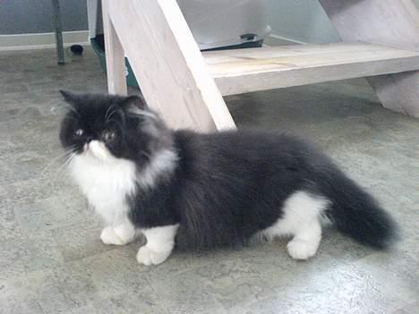 Perser Lady - Se mig! billede 4