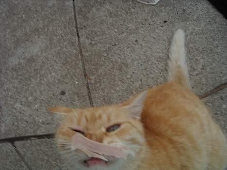 Blanding af racer Guffe  billede 18