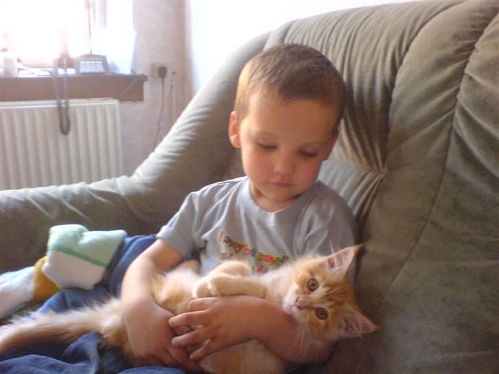 Maine Coon Tyson - Her havde vi lige fået ham han manglede lige 5 dage for at være 12 uger (26-06-06) billede 3