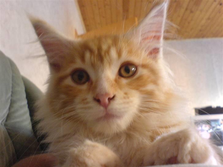 Maine Coon Tyson - ja man kan godt se stor ud når man kun er 3mdr. (30-06-06 billede 4