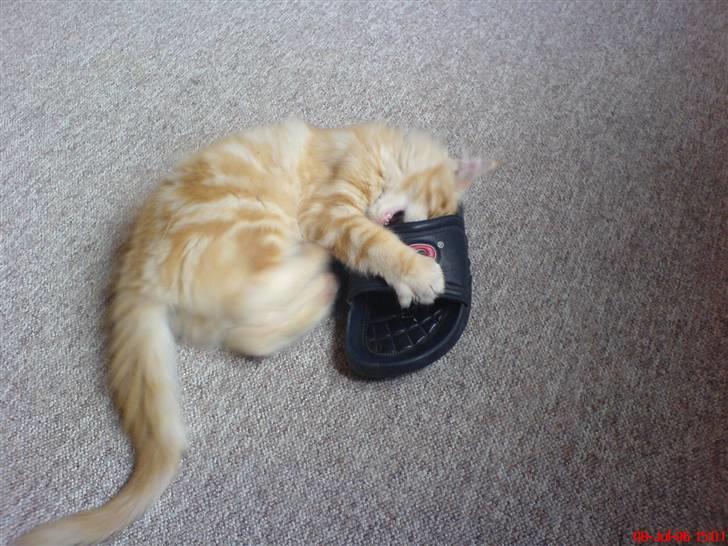 Maine Coon Tyson - her er det så fars klip klap der får tur igen igen (07-08-06) billede 5