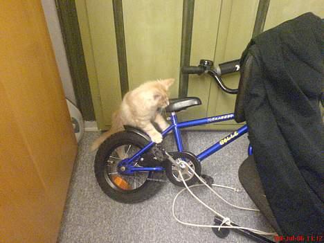 Maine Coon Tyson - ja jeg tyson ville også cykle ;-) billede 6