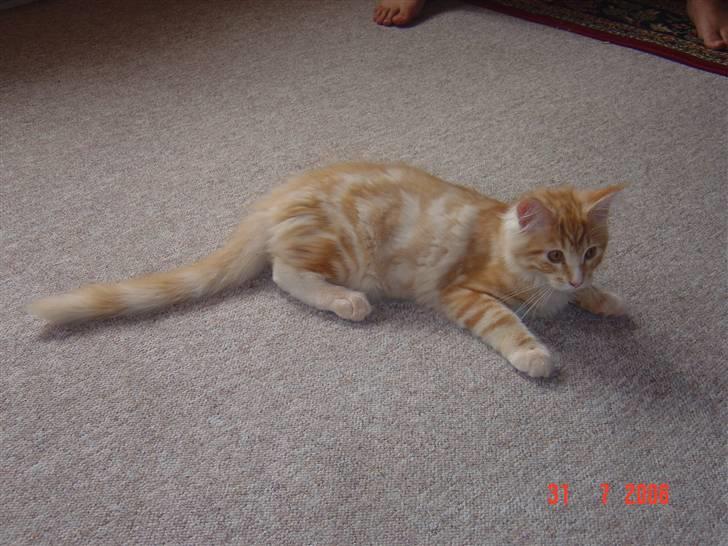 Maine Coon Tyson - gad vide om fars klip klap lige skal have en tur til (31-07-06) billede 7