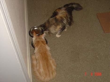 Maine Coon Tyson - her spiser vi så far var lige på taget og ordne parabol så kunne der lige tages et billede fra ovenlys vinduet (07-08-06) billede 8