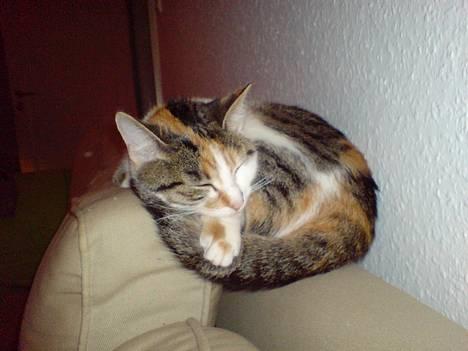 Huskat Akia - at sove.... for en gang skyld billede 11