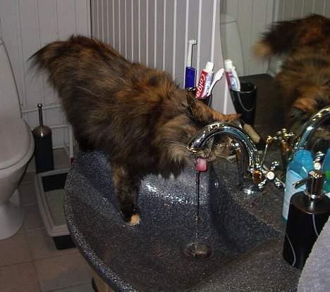 Blanding af racer Juni - vand fra hanen er bedst billede 7