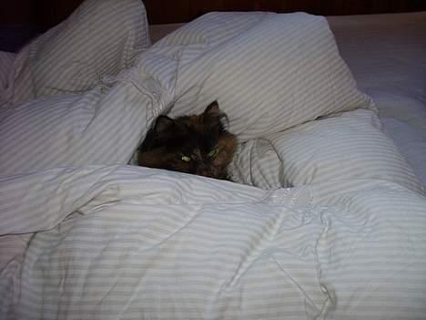 Blanding af racer Juni - shhh jeg sover billede 8