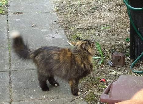 Blanding af racer Juni - mon jeg kan få  vand deroppe også billede 9