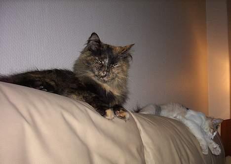 Blanding af racer Juni - endelig slappe af lidt med noget fjernsyn billede 10