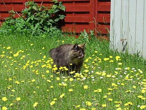 Blanding af racer Juni - jeg kan se noget....  billede 11