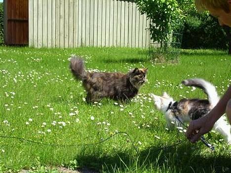 Blanding af racer Juni - mon hun kan løbe efter mig nu.. hahaha billede 12