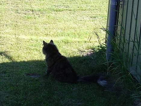 Blanding af racer Juni - mmm skygge billede 13