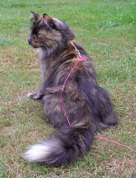 Blanding af racer Juni - hvor er den lille nu og hvorfor har jeg nu sele på.. hmf billede 14