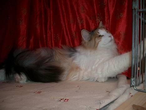 Norsk Skovkat Yrsa - hmmm billede 13