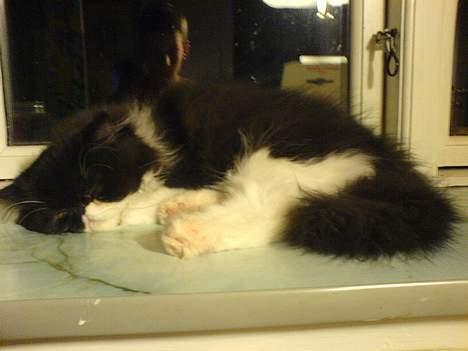 Perser Lady - Ufatteligt hvor træt man bliver af at flytte til et nyt sted. billede 5