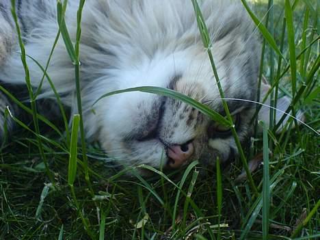 Maine Coon MC Ejner :) - hvor er i, små dyr?  billede 19