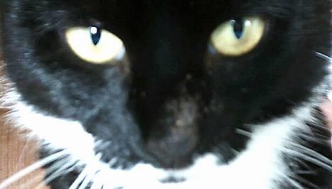 Huskat jasmin*død* billede 2