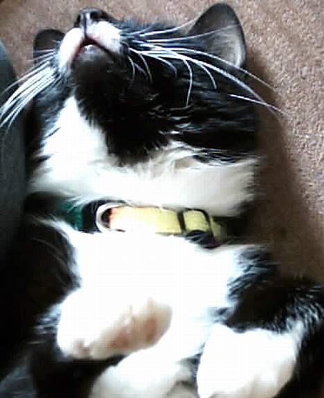 Huskat jasmin*død* billede 3