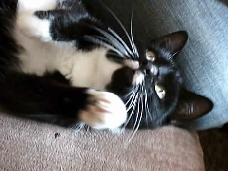 Huskat jasmin*død* billede 4