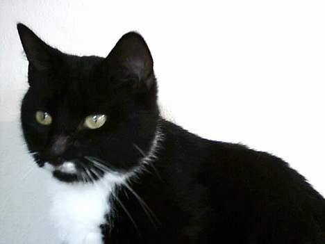 Huskat jasmin*død* billede 5