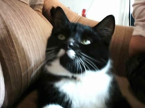 Huskat jasmin*død* billede 6