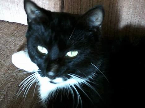 Huskat jasmin*død* billede 7