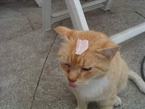 Blanding af racer Guffe  - jeg her rullepølse i panden og min tunge er for kort billede 19