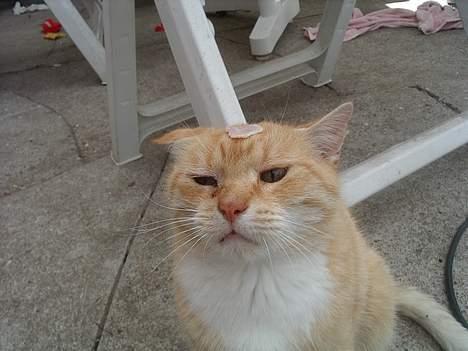 Blanding af racer Guffe  billede 20