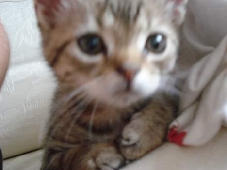 Blanding af racer LONDON - han ikke stå for ham billede 14