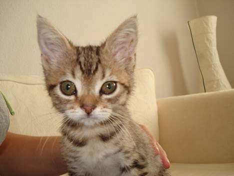 Blanding af racer LONDON - smukk 18/8/06 billede 15