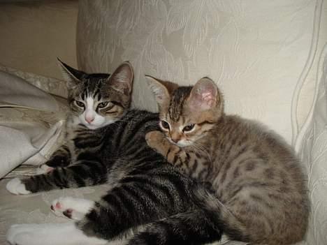 Blanding af racer LONDON - så blev de venner billede 16