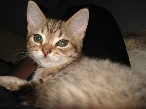 Blanding af racer LONDON billede 18