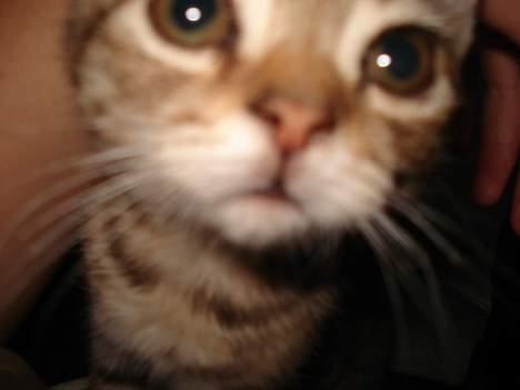 Blanding af racer LONDON - er så god til billeder elsker det billede 19