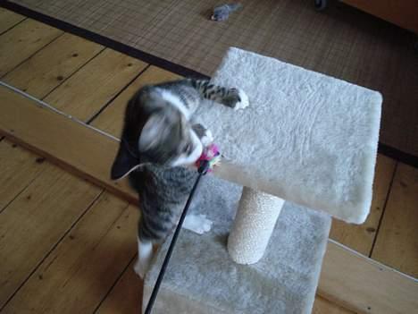 Huskat LUKAS billede 15