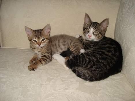 Huskat LUKAS billede 17