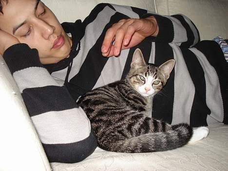 Huskat LUKAS billede 19