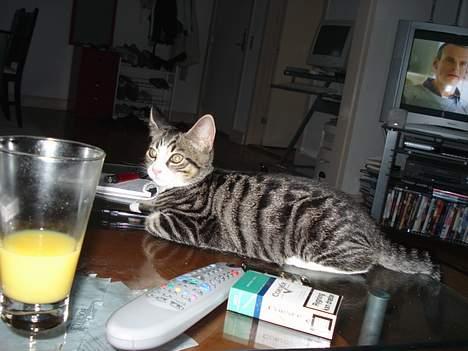 Huskat LUKAS billede 20