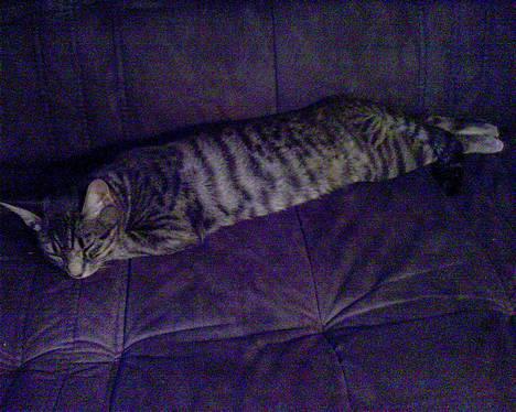 Huskat Chanell *flyttet* - Min laaange kat :-) billede 10