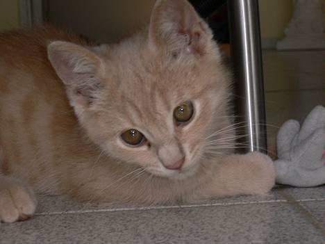 Blanding af racer Fluffy billede 1