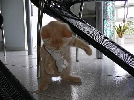 Blanding af racer Fluffy billede 2