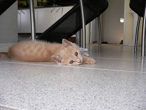 Blanding af racer Fluffy billede 3