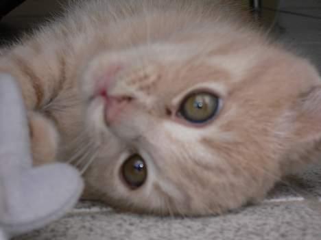 Blanding af racer Fluffy billede 4