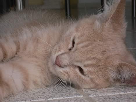 Blanding af racer Fluffy billede 5